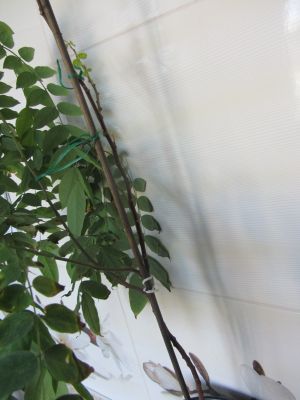 IMG_4720.jpg