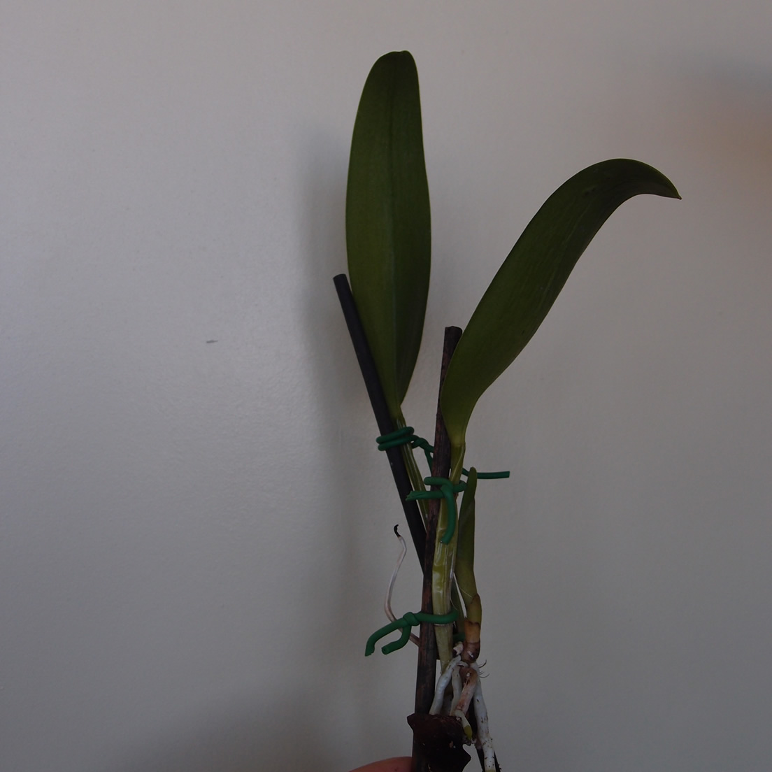 P9074165.jpg