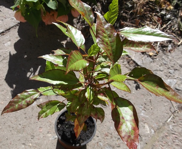 DSCF3723.JPG