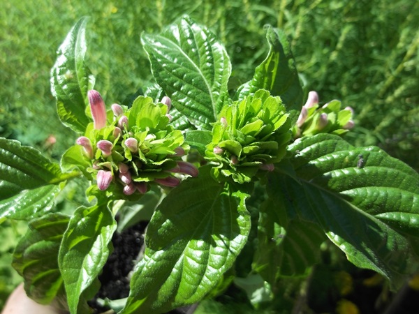 DSCF3731.JPG