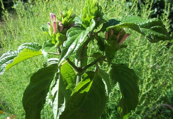 DSCF3729.JPG