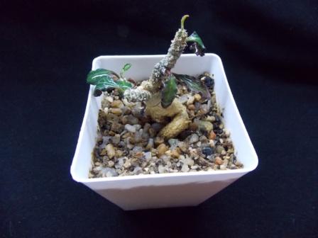 DSCN0200.JPG