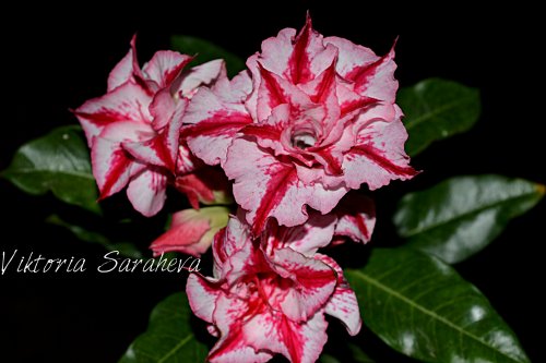 DSC_0097_500x333.jpg