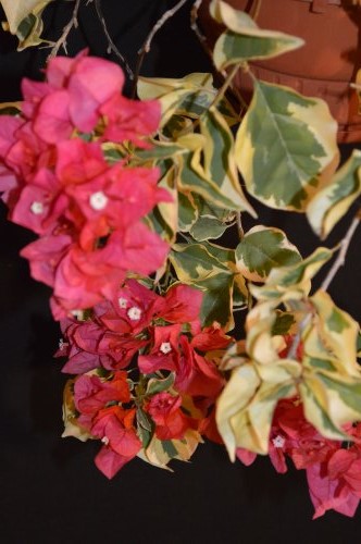 DSC_0100_500x332.jpg