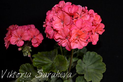 DSC_0061_500x333.jpg