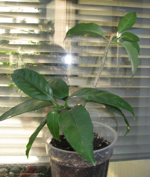 Hoya multiflora.JPG