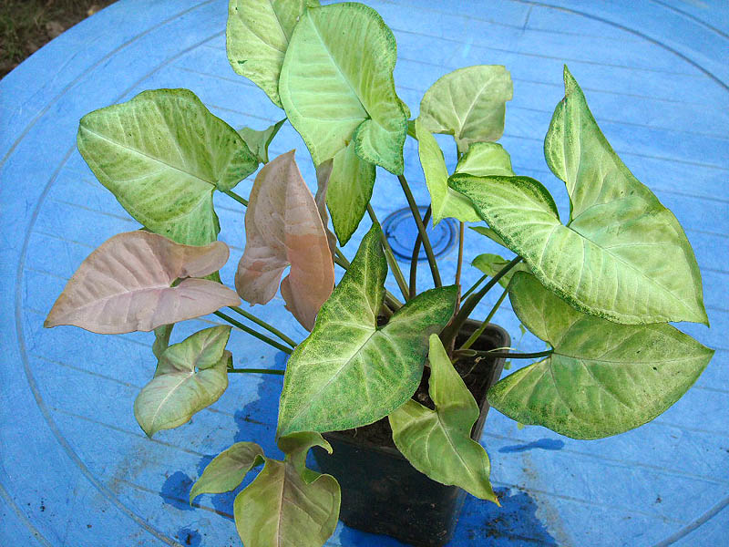 DSCN2226 copy.jpg