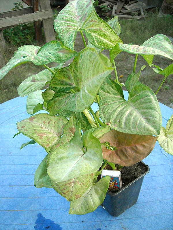 DSCN2223 copy.jpg