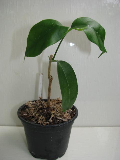 Hoya сampanulata.JPG