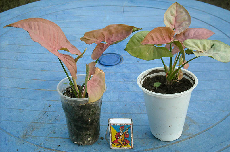 DSCN2213 copy.jpg