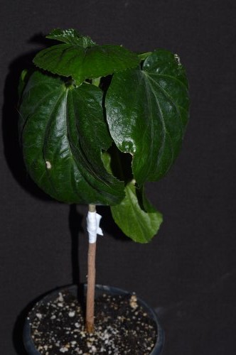 DSC_0168_500x332.jpg