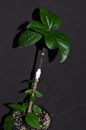 DSC_0167_500x332.jpg