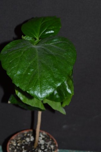 DSC_0159_500x332.jpg