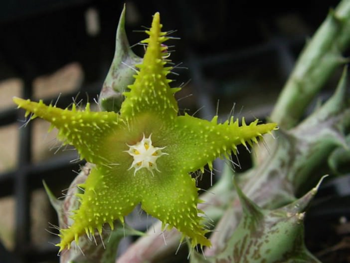 Orbea-dummeri_.jpg