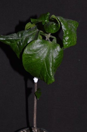 DSC_0174_500x332.jpg