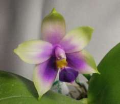 21-04-46-372326680_1_261x203_orhideya-phalaenopsis-samera-blue-dnepropetrovsk.jpg