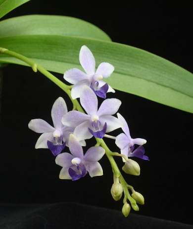 365206102_1_644x461_orhideya-doritaenopsis-tzu-chiang-sapphire-harkov_rev002.jpg