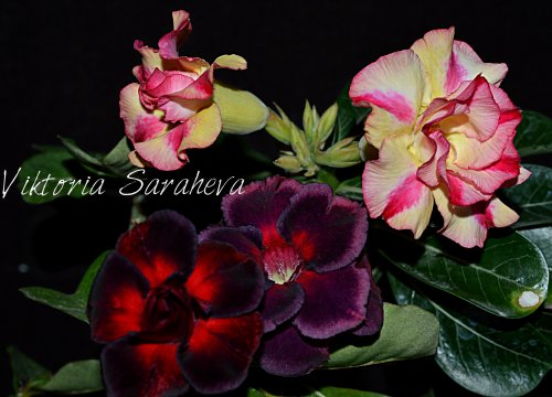 DSC_0231_500x360.jpg
