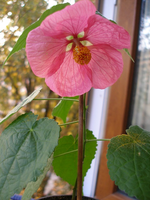 P1010032.JPG