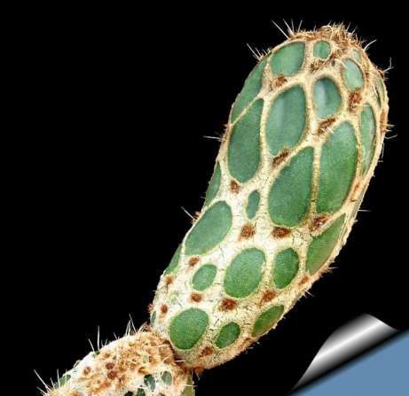 opuntia-zebrina-f-reticulata...jpg