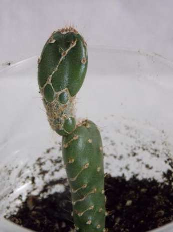 opuntia-zebrina-f-reticulata..jpg