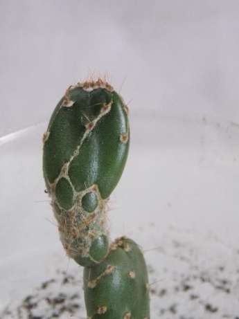 opuntia-zebrina-f-reticulata.jpg