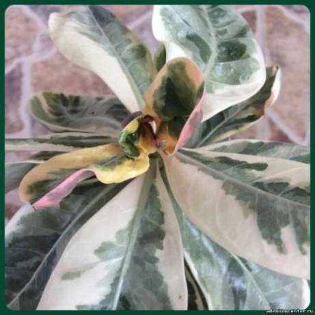 Adenium Taj Mahal.jpg