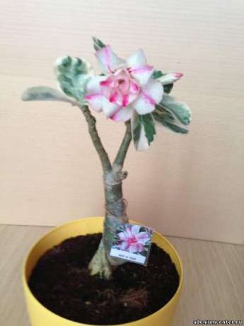 адениума Тадж Махал (Adenium Taj Mahal).jpg