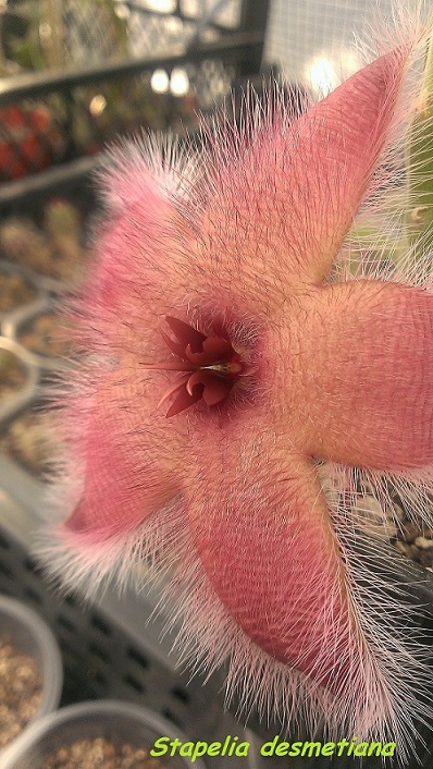 Stapelia desmetiana.jpg