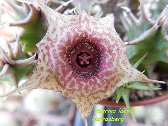 Huernia laevis Harrasberg.jpg