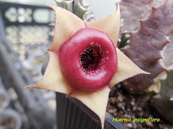 Huernia insigniflora_2.JPG