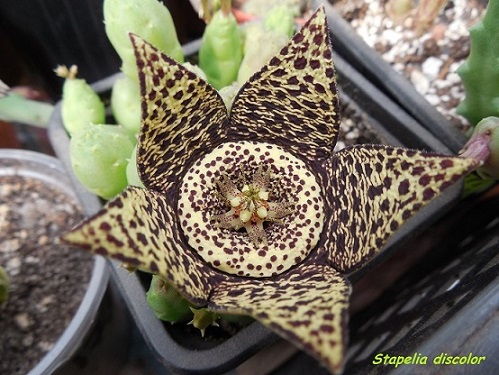 Stapelia discolor.JPG
