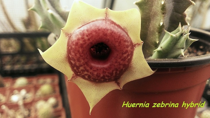 Huernia zebrina hybrid.jpg