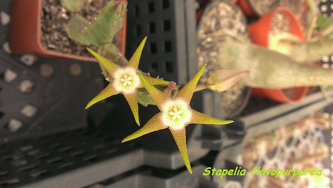 Stapelia flavopurpurea.jpg