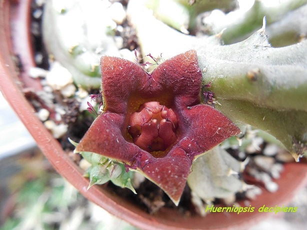 Huerniopsis decipiens.jpg