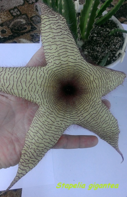 Stapelia gigantea.jpg