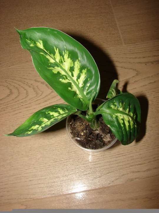 image (15).jpg