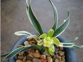365197174_1_1000x700_tsimbidium-harkov_rev003.jpg
