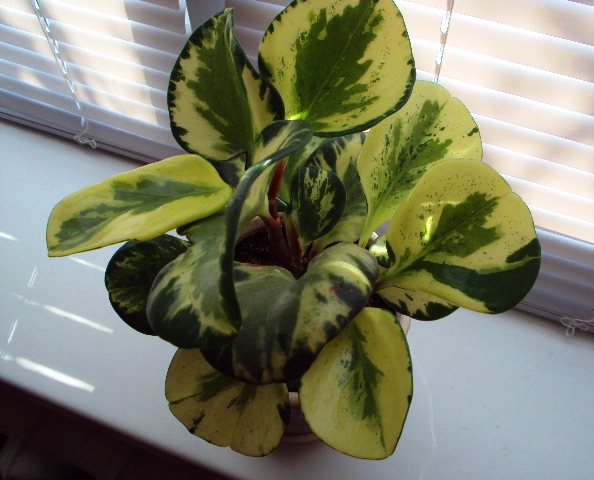 DSC00421.JPG