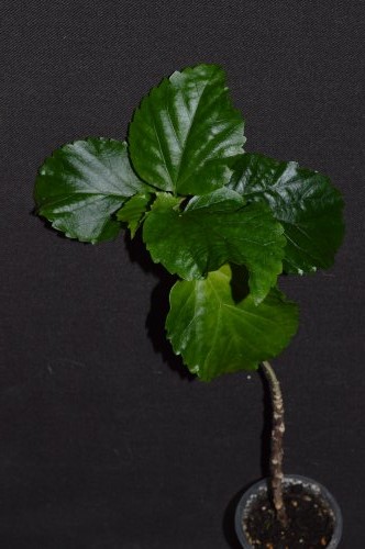 DSC_0314_500x332.jpg