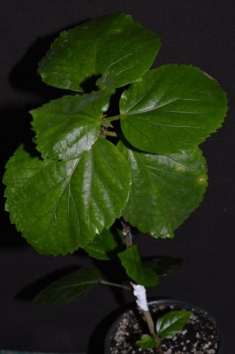 DSC_0319_500x332.jpg