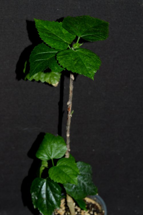 DSC_0312_500x752.jpg