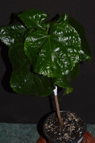 DSC_0320_500x332.jpg