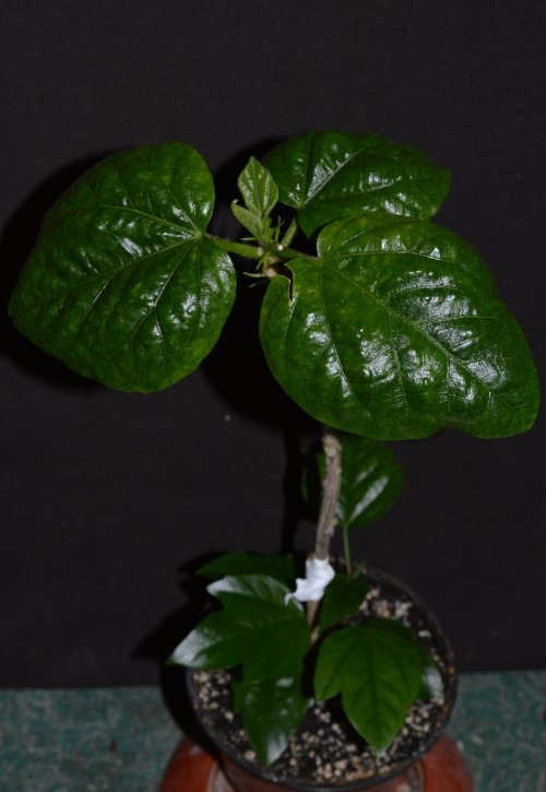 DSC_0315_500x725.jpg