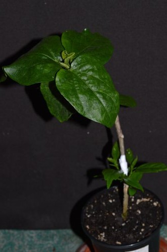 DSC_0316_500x332.jpg