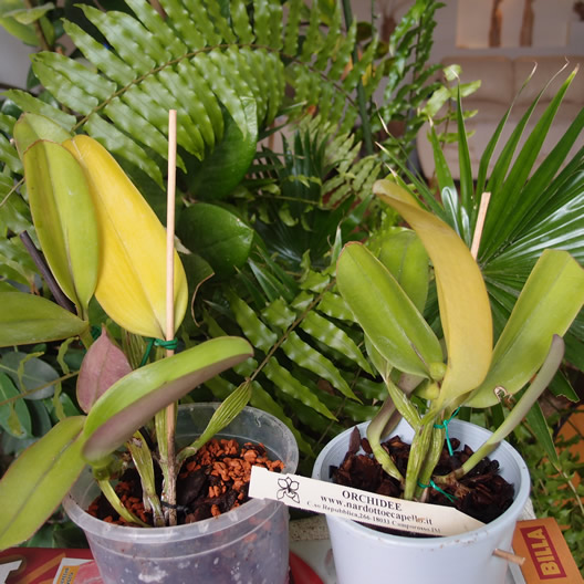 P9224198q.jpg