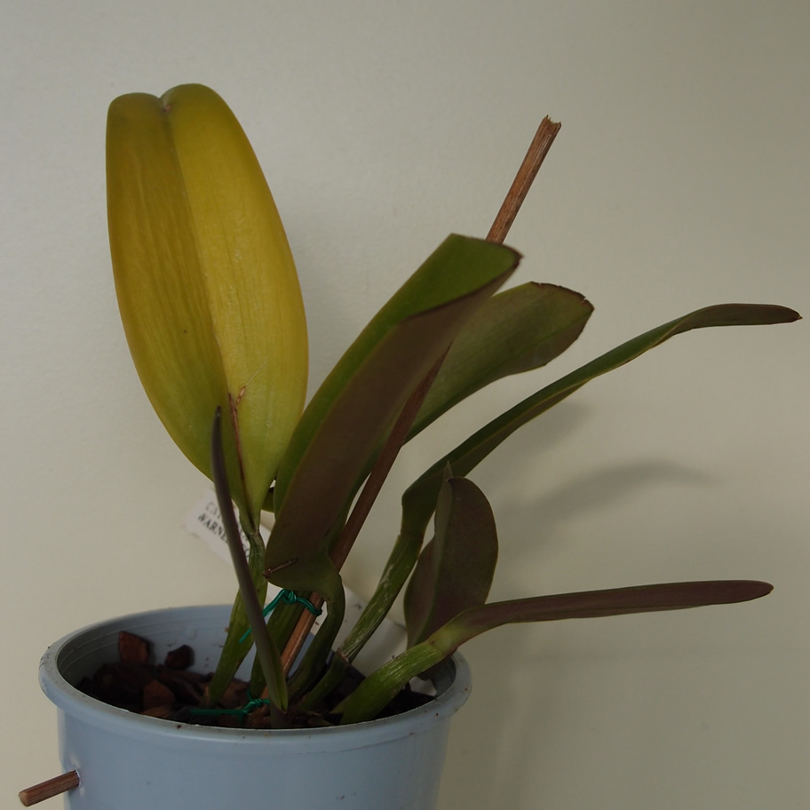 P9224200q.jpg