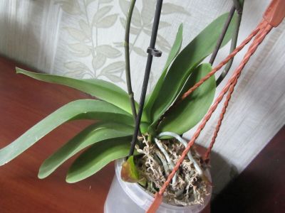IMG_4732.jpg