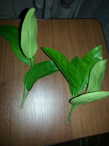 20160926_083335.jpg