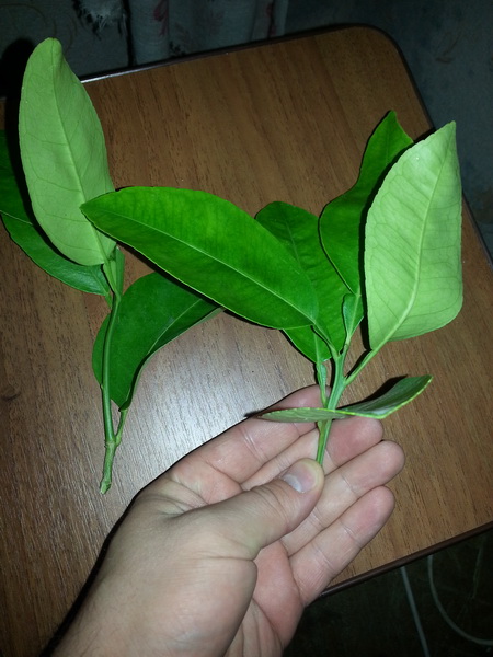 20160926_083343.jpg